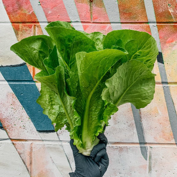 Romaine Lettuce Head City Beet Farm
