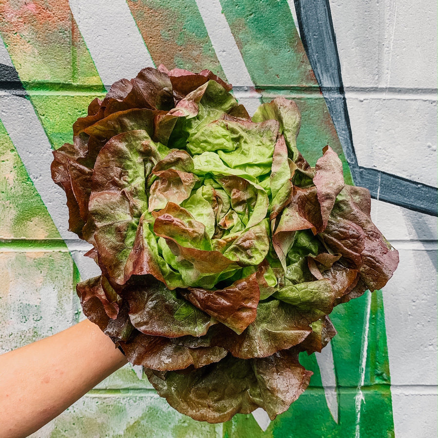 Head Lettuce